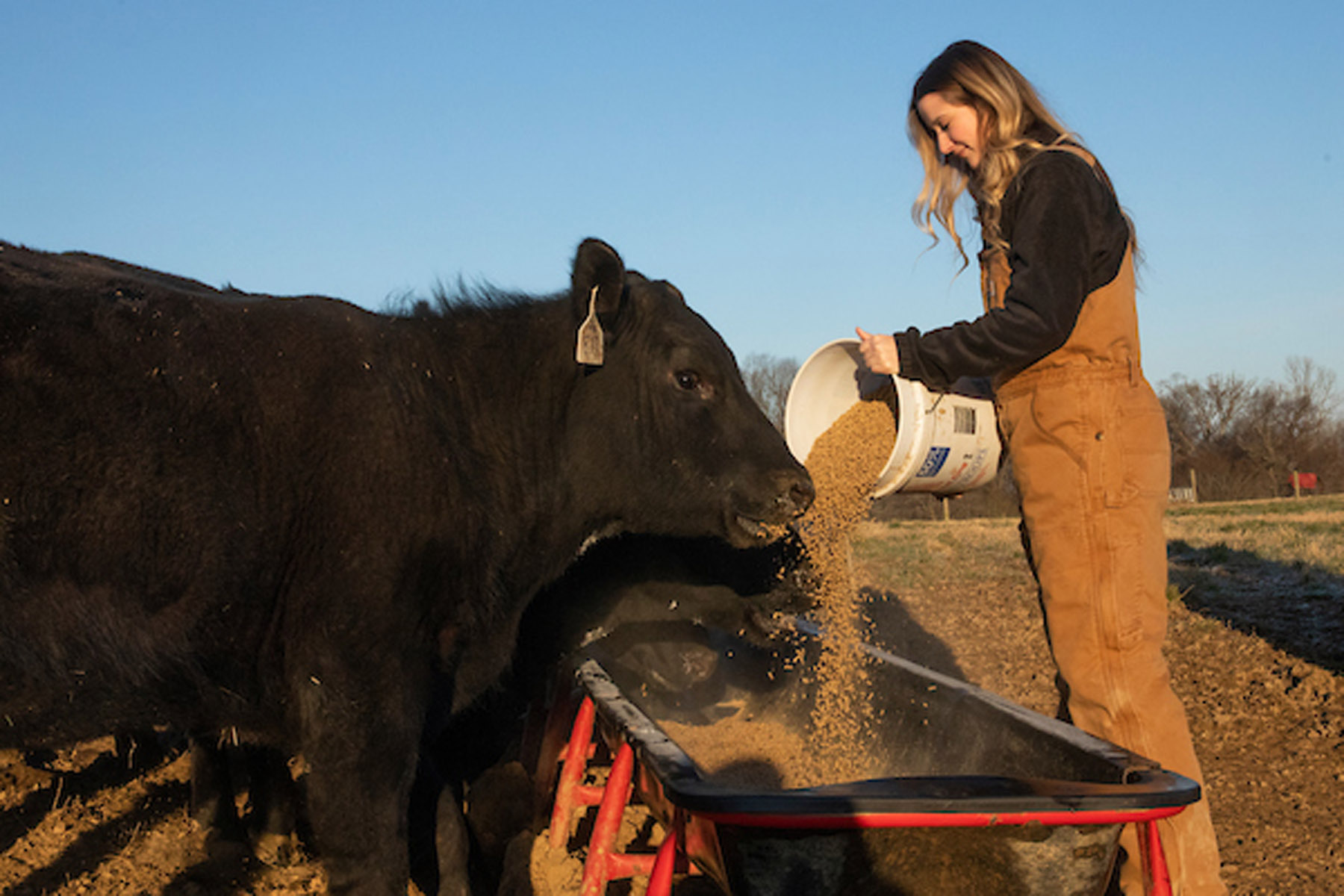 Image 03192019_FarmCowFeeding003.jpg