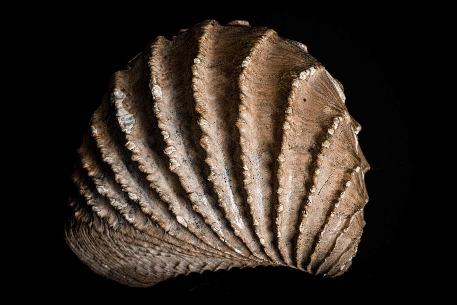 Image 08092019_CoonCreekFossils001.jpg