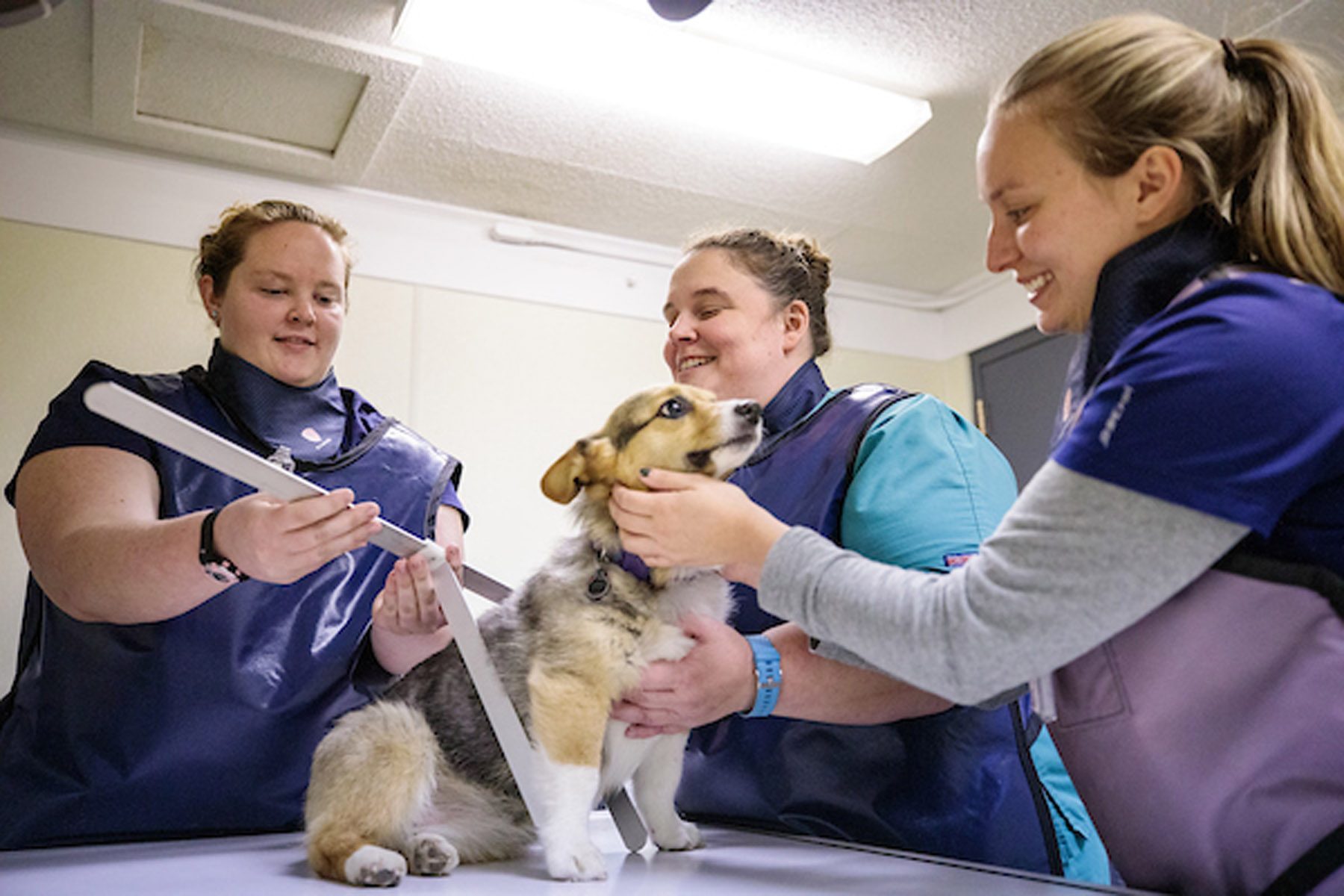 Image 11122019_VetTechMarketing058.jpg